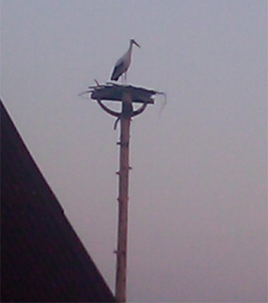 Аист на гнезде