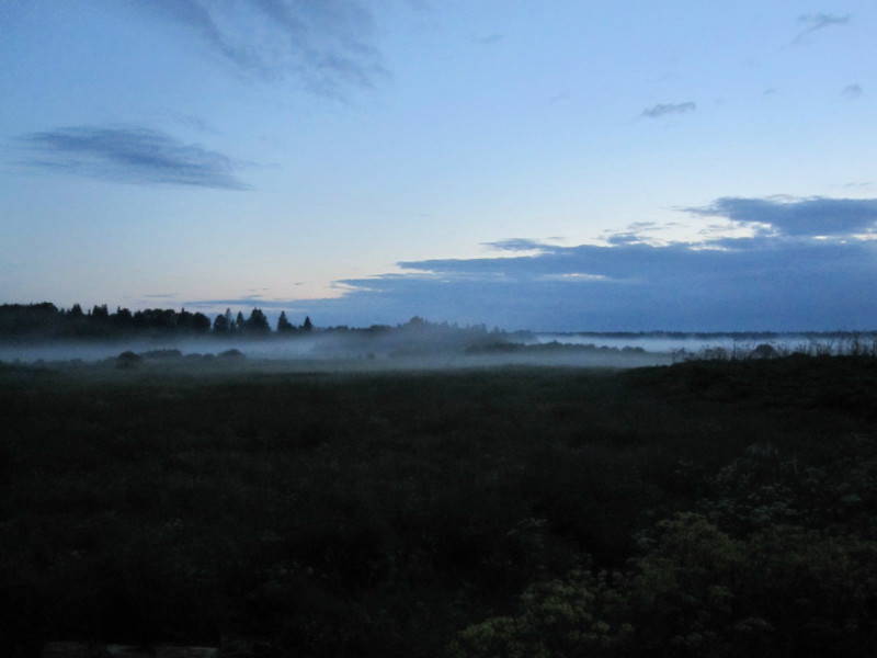 Волосовский лес