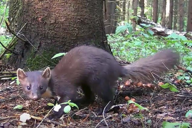 Лесная куница